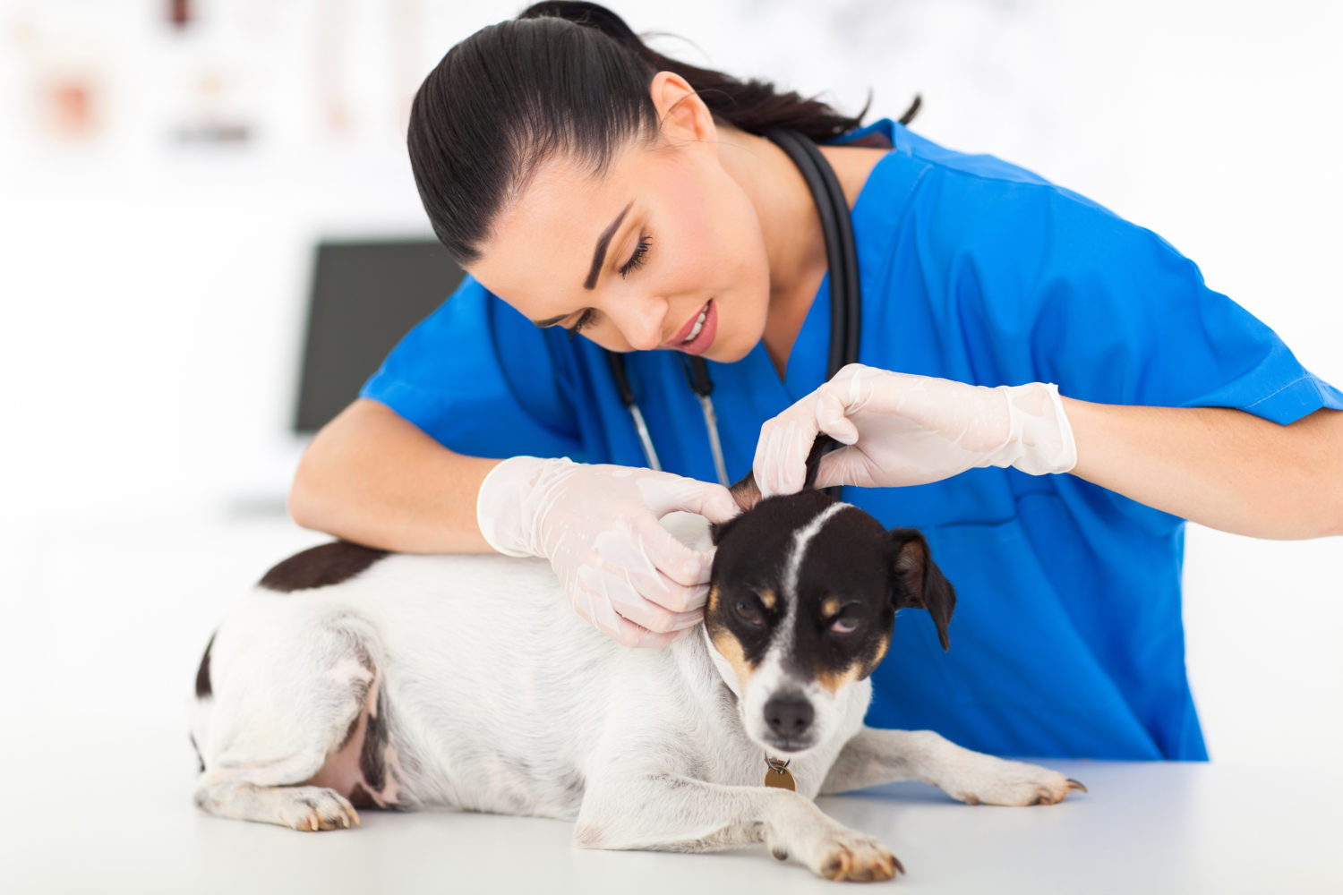 How To Keep Your Veterinary Technicians Vet Relief Staffing 