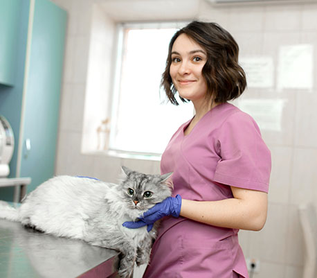 Vet tech helps a cat in an exam room