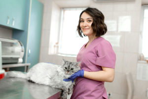 Relief vet tech helps a cat in an exam room