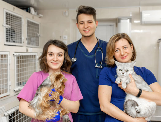 Veterinary Staffing Services Experienced Team
