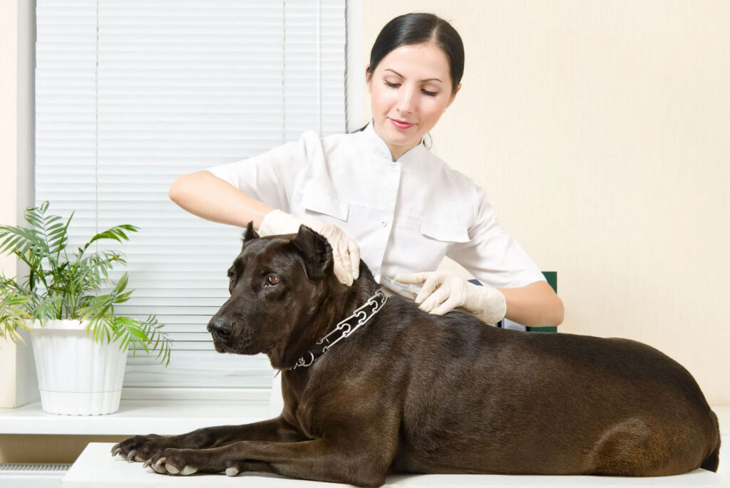 VSS Contract Veterinary Staffing