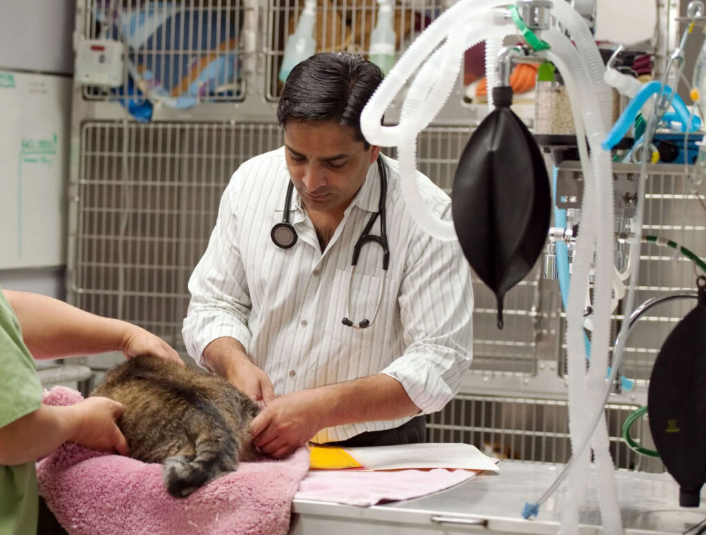 VSS Overtime Veterinary Costs