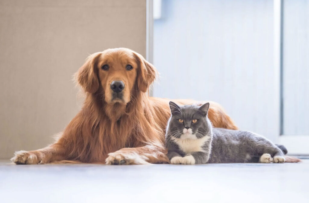 VSS Veterinary Non-Compete Clauses